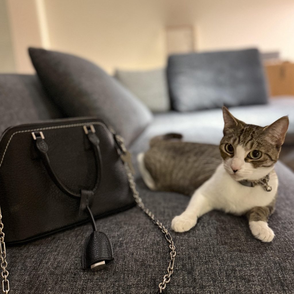 おしゃれなねこ、ヒナ。モデル・デザイナー 酒井景都のねことの暮らし #4