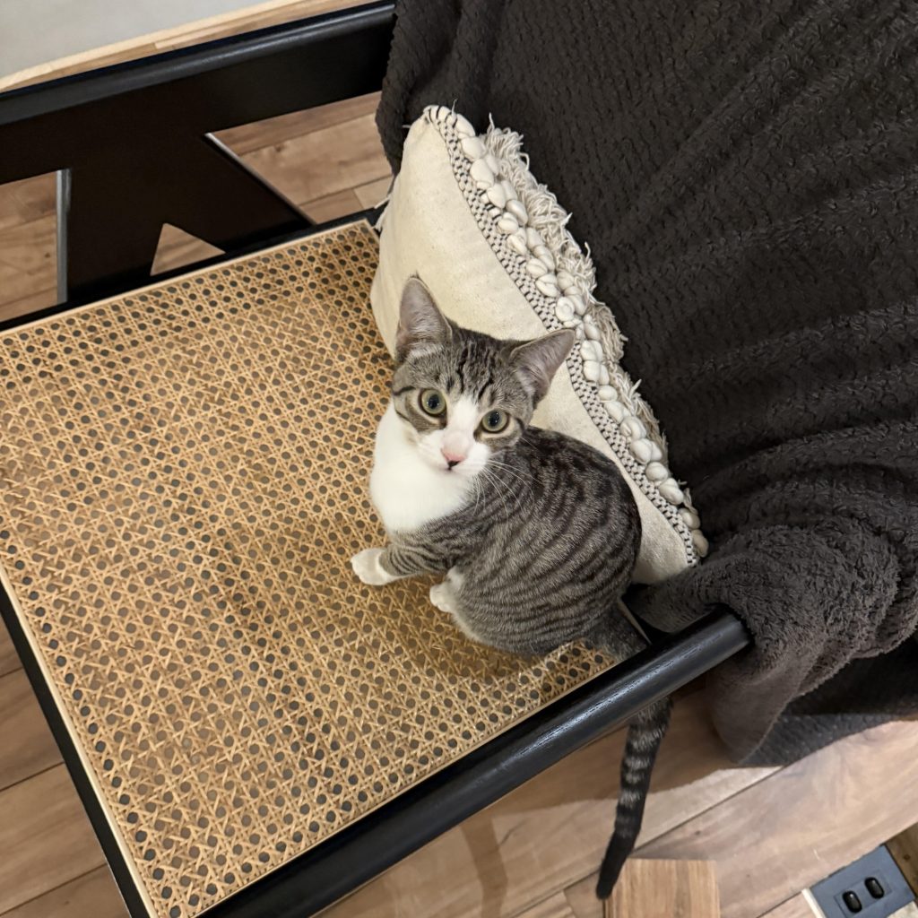 おしゃれなねこ、ヒナ。モデル・デザイナー 酒井景都のねことの暮らし #4