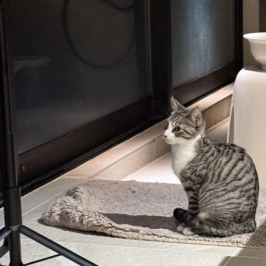 おしゃれなねこ、ヒナ。モデル・デザイナー 酒井景都のねことの暮らし #4
