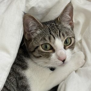 おしゃれなねこ、ヒナ。モデル・デザイナー 酒井景都のねことの暮らし #4
