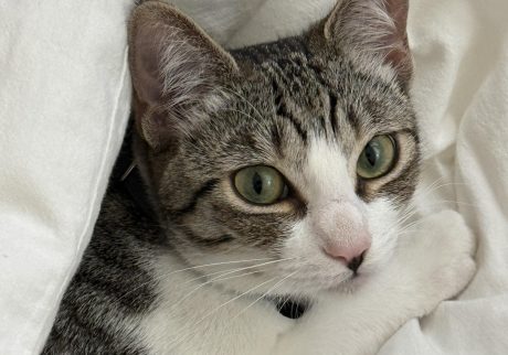 おしゃれなねこ、ヒナ。モデル・デザイナー 酒井景都のねことの暮らし #4