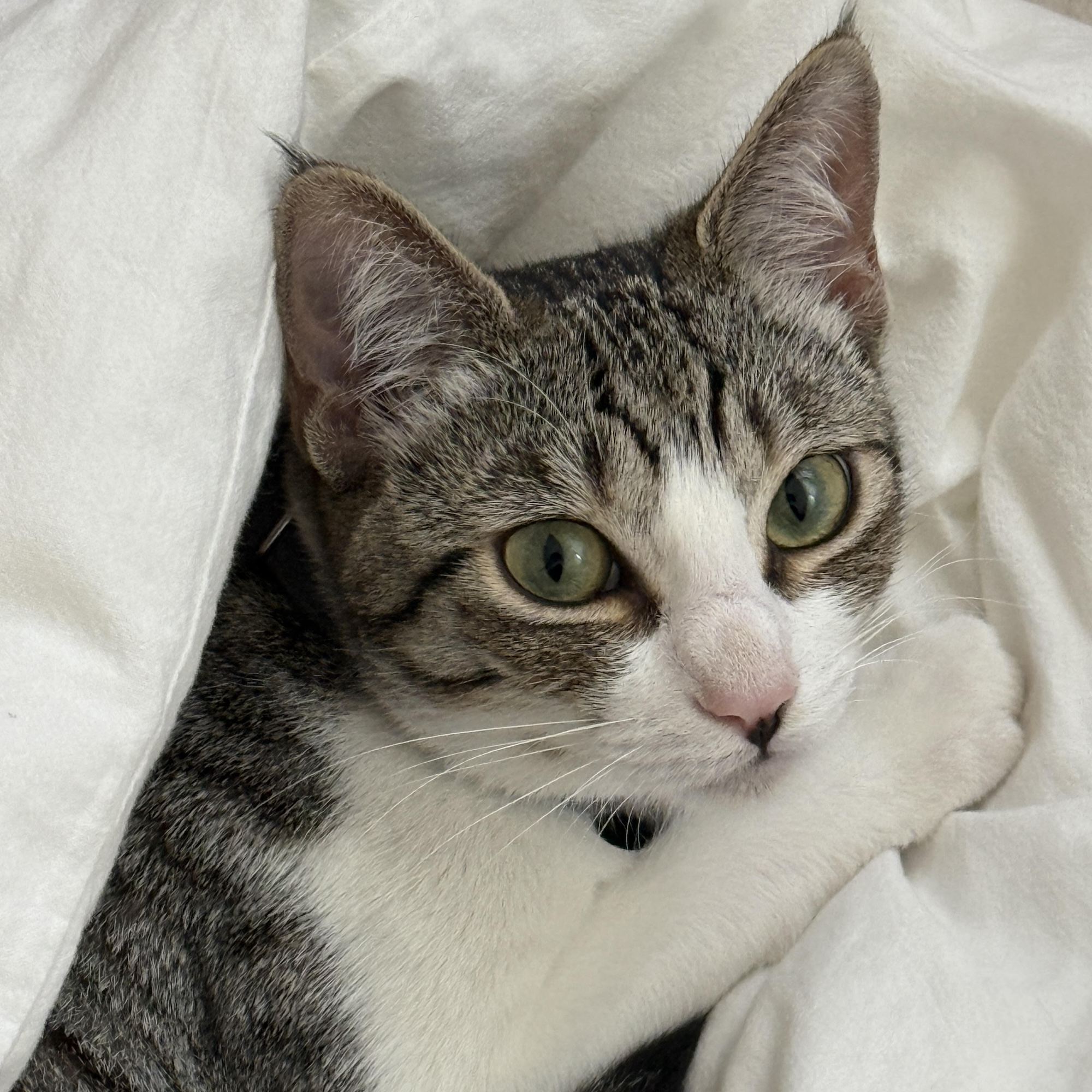 おしゃれなねこ、ヒナ。モデル・デザイナー 酒井景都のねことの暮らし #4