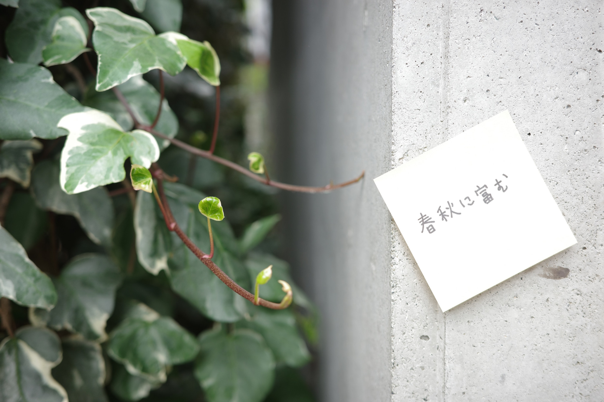 春秋に富む。日本の美しいことば。写真と文：カン・ハンナ（タレント・歌人）#1
