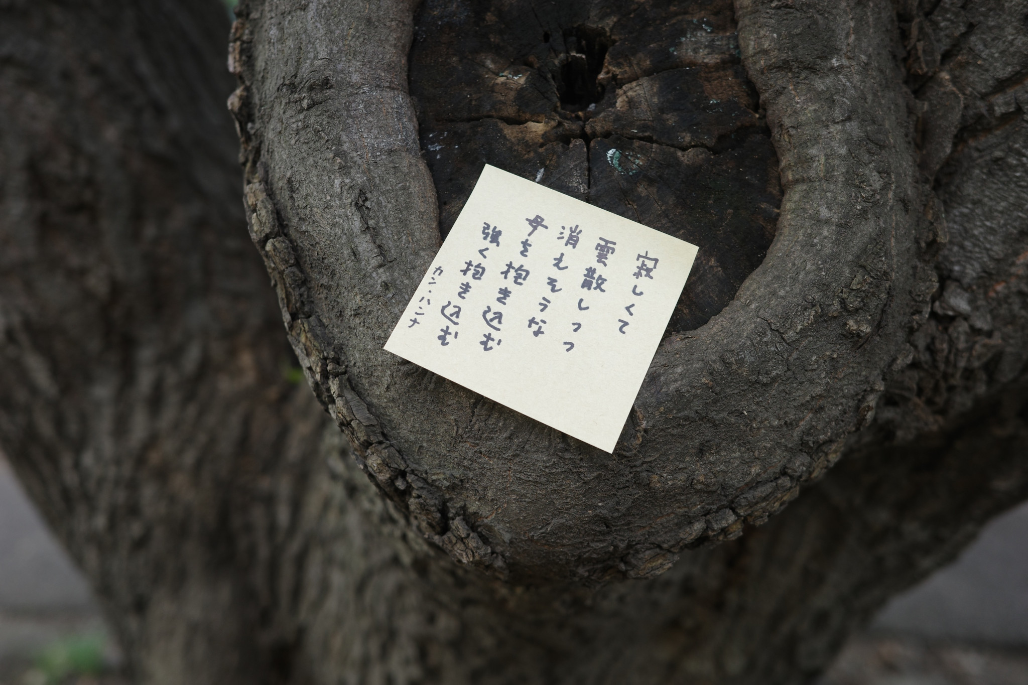 31文字で感情を詠む。日本の美しいことば。写真と文：カン・ハンナ（タレント・歌人）#2