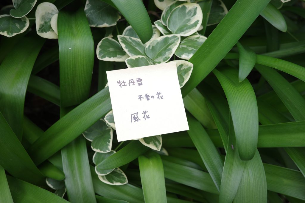 雪を花に見立てる。日本の美しいことば。#3  写真と文：カン・ハンナ