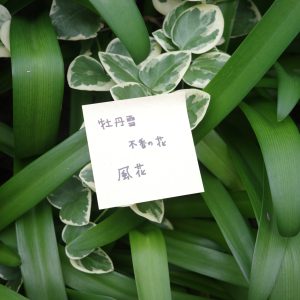 雪を花に見立てる。日本の美しいことば。#3  写真と文：カン・ハンナ