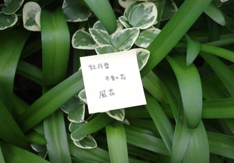 雪を花に見立てる。日本の美しいことば。#3  写真と文：カン・ハンナ