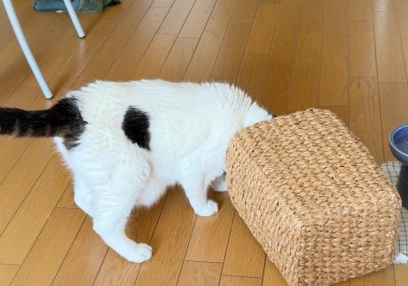 日課はパトロール？スコティッシュフォールド いなほ | オレの日課は、ゴミ箱パトロール。きちんと分別してるか確認や！