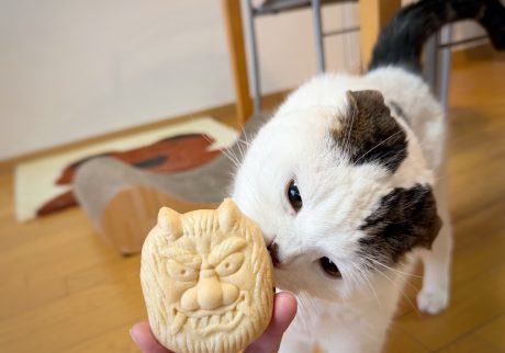 甘い匂いのなまはげさん？スコティッシュフォールド いなほ | 怖いようなかわいいような、なまはげさん、いい匂いする〜！