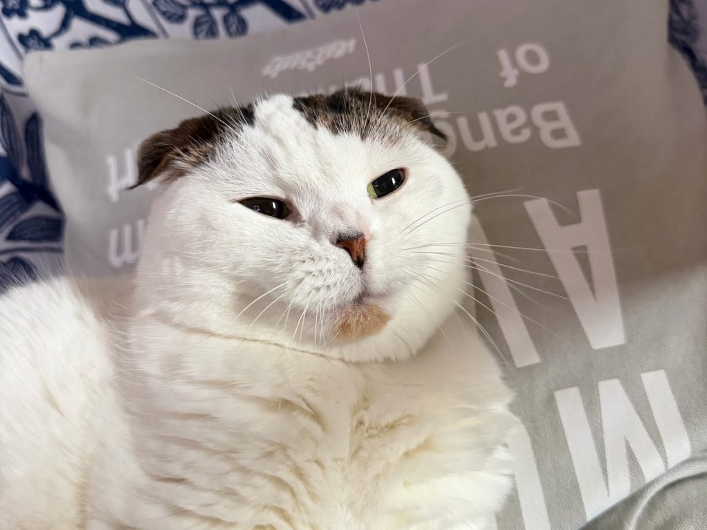 あくびばっかり撮らんといて〜！スコティッシュフォールド いなほ | 飼い主は毎朝、オレの写真を撮る。
