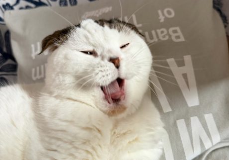 あくびばっかり撮らんといて〜！スコティッシュフォールド いなほ | いーっつも、あくびの瞬間の油断した顔を狙ってくる！！