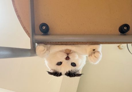椅子取りゲームなら負けません。スコティッシュフォールド いなほ | 飼い主、椅子に座りたい〜？ 端っこなら貸してあげるで〜！