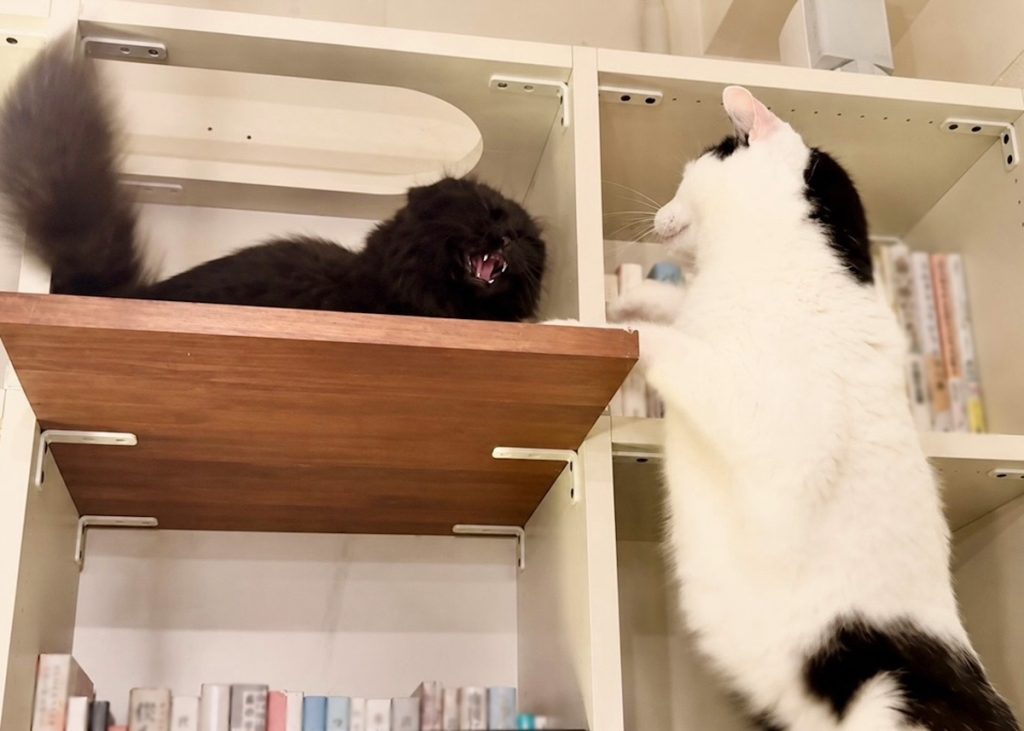 なかなか縮まらない、ふたりの距離。保護猫 えいた