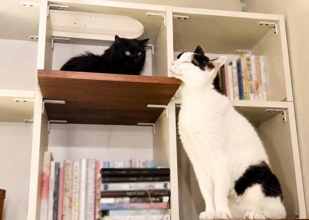 なかなか縮まらない、ふたりの距離。保護猫 えいた