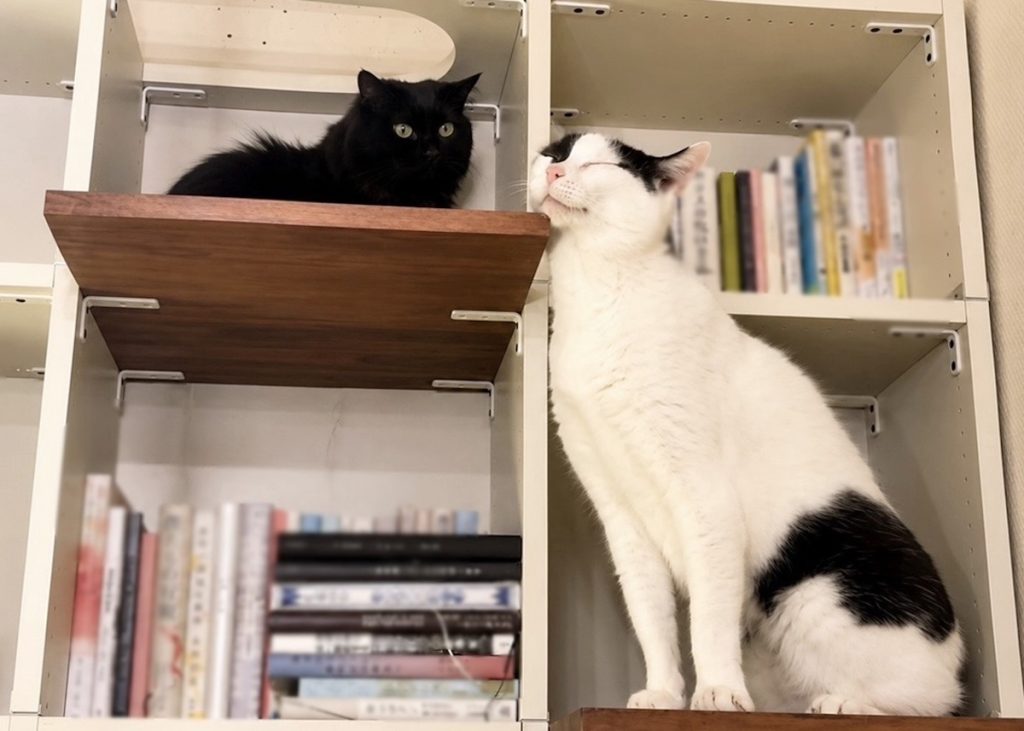 なかなか縮まらない、ふたりの距離。保護猫 えいた