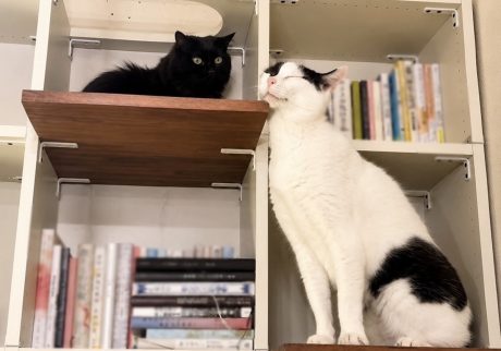 なかなか縮まらない、ふたりの距離。保護猫 えいた