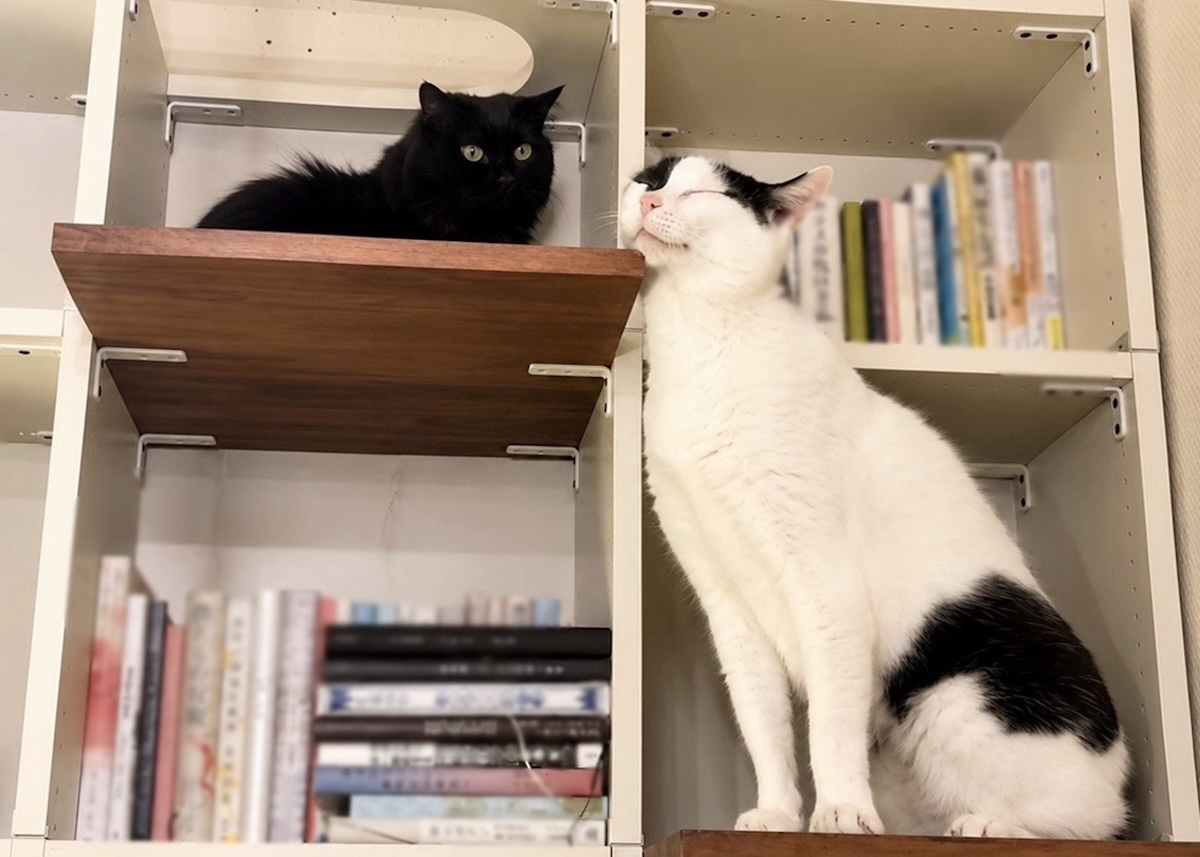 なかなか縮まらない、ふたりの距離。【〈LOISIR〉デザイナー・前田敬子による、保護猫・えいたと暮らす日常。 vol.103】