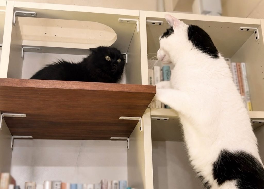 なかなか縮まらない、ふたりの距離。保護猫 えいた
