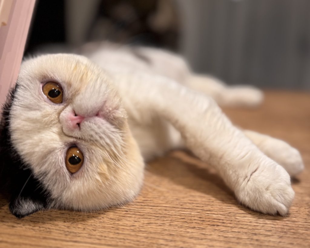 そろそろかまってくれない?おちょこ エキゾチックショートヘア | 香ちゃん(ママ)……。 そろそろかまってくれない?おちょこ エキゾチックショートヘア | 香ちゃん(ママ)……。