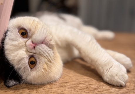 そろそろかまってくれない？おちょこ エキゾチックショートヘア | 香ちゃん(ママ)……。