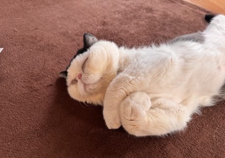 今日の夢の内容は？おちょこ エキゾチックショートヘア | むにゃむにゃ、僕はどんな夢を見てると思う？