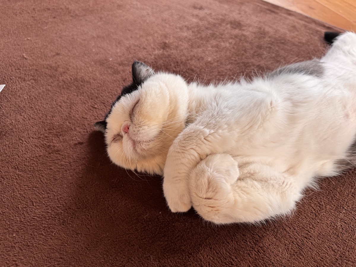 今日の夢の内容は？【おちょこ、ぽのぽのだより。vol.268】