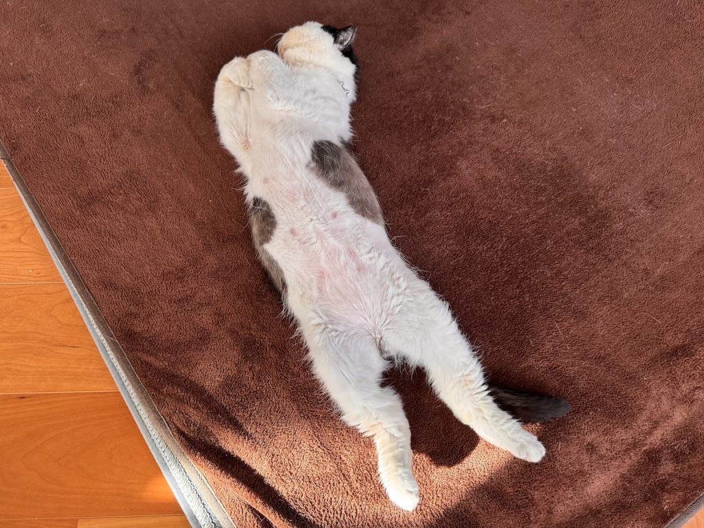 今日の夢の内容は？おちょこ エキゾチックショートヘア | むにゃむにゃ、ホウキに捕まって空を飛んでる夢だよー。