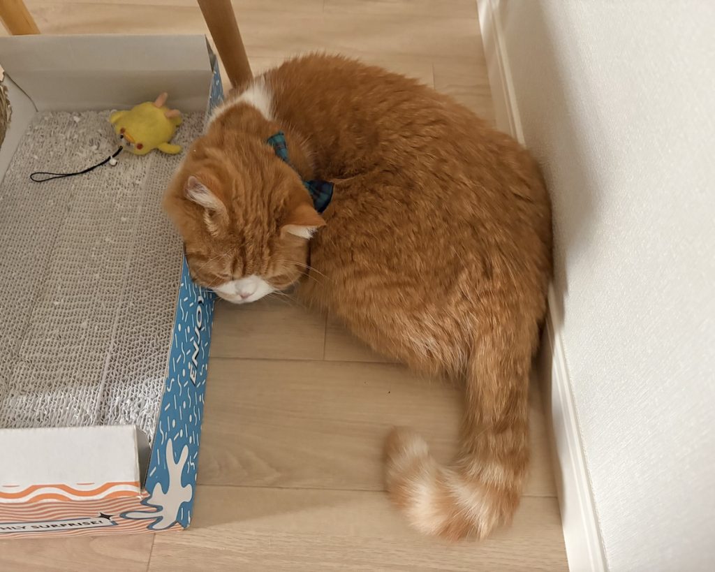 にゃん体動物の涼み方。ハチワレ とろろ | 飼い主「ぎょえー！（悲鳴） とろちゃんの首が曲がってる！」