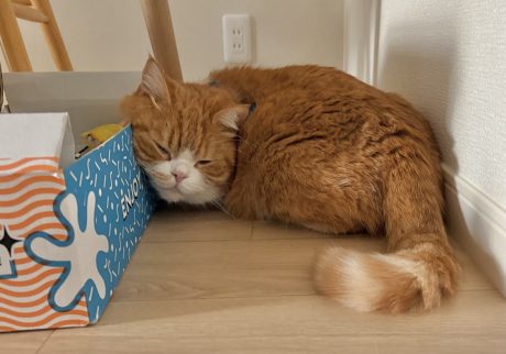 にゃん体動物の涼み方。ハチワレ とろろ | とろろ「飼い主さん、そんなに驚いてどうしたの？ 僕は全然平気だよ……」