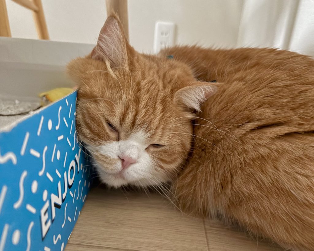 にゃん体動物の涼み方。ハチワレ とろろ | とろろ「僕はにゃん体動物だから心配しないでね。おやすみzzz」