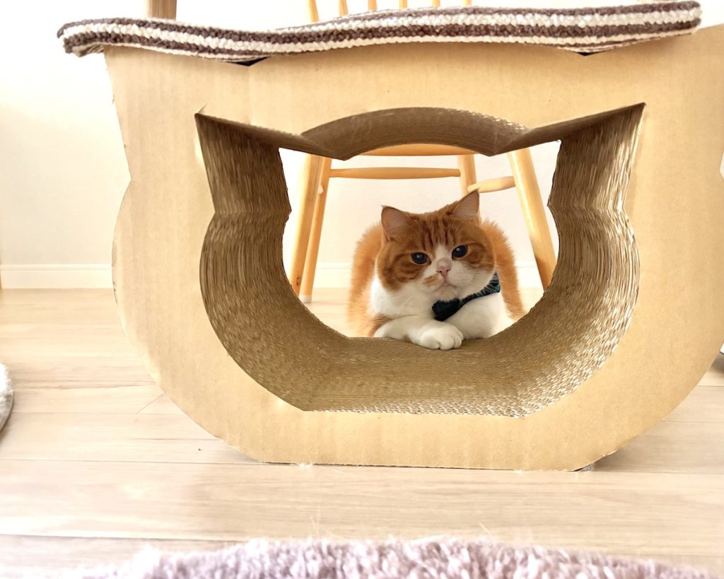 おやつが欲しいのです。ハチワレ とろろ | とろろ「(トンネルの中から)おやつください!」 おやつが欲しいのです。ハチワレ とろろ | とろろ「(トンネルの中から)おやつください!」