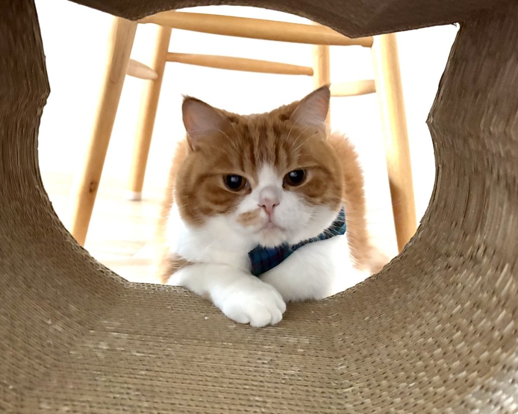 おやつが欲しいのです。ハチワレ とろろ | とろろ「さぁ、飼い主さん持ってるでしょ!?」 飼い主「とろちゃん、さっき食べたよね?」 おやつが欲しいのです。ハチワレ とろろ | とろろ「さぁ、飼い主さん持ってるでしょ!?」 飼い主「とろちゃん、さっき食べたよね?」