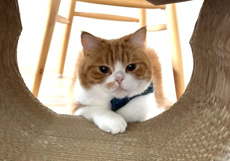 おやつが欲しいのです。ハチワレ とろろ | とろろ「さぁ、飼い主さん持ってるでしょ！？」 飼い主「とろちゃん、さっき食べたよね？」