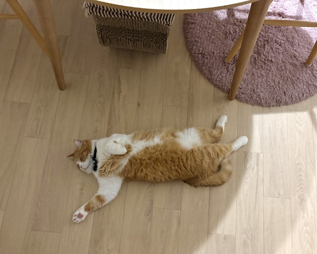 足元にご注意を。ハチワレ とろろ | zzz……。 足元にご注意を。ハチワレ とろろ | zzz……。