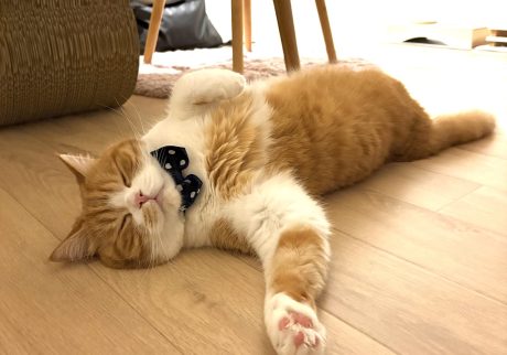 足元にご注意を。ハチワレ とろろ | 冷たい床から離れたくないの……。 足元にご注意を。ハチワレ とろろ | 冷たい床から離れたくないの……。