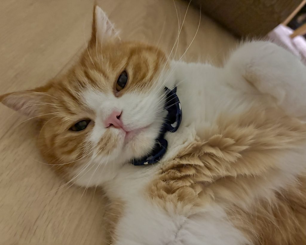 足元にご注意を。ハチワレ とろろ | 飼い主さん、踏まないでね。 足元にご注意を。ハチワレ とろろ | 飼い主さん、踏まないでね。