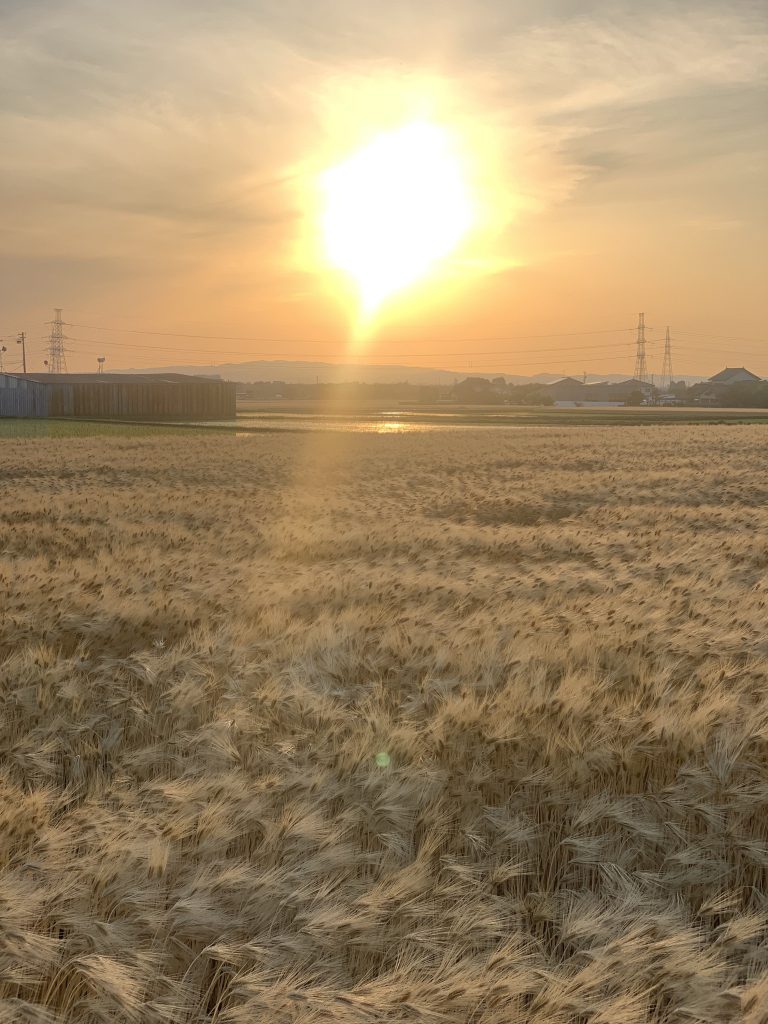 海、山、緑、大きい公園、おおらかに大の字で寝る。写真と文：笹本菜月（ガラス作家）#2 | 富山の四季折々｡広い空と海に何度も救われた｡なかでも朝日町のヒスイ海岸で石を拾うのが一番のお気に入り｡