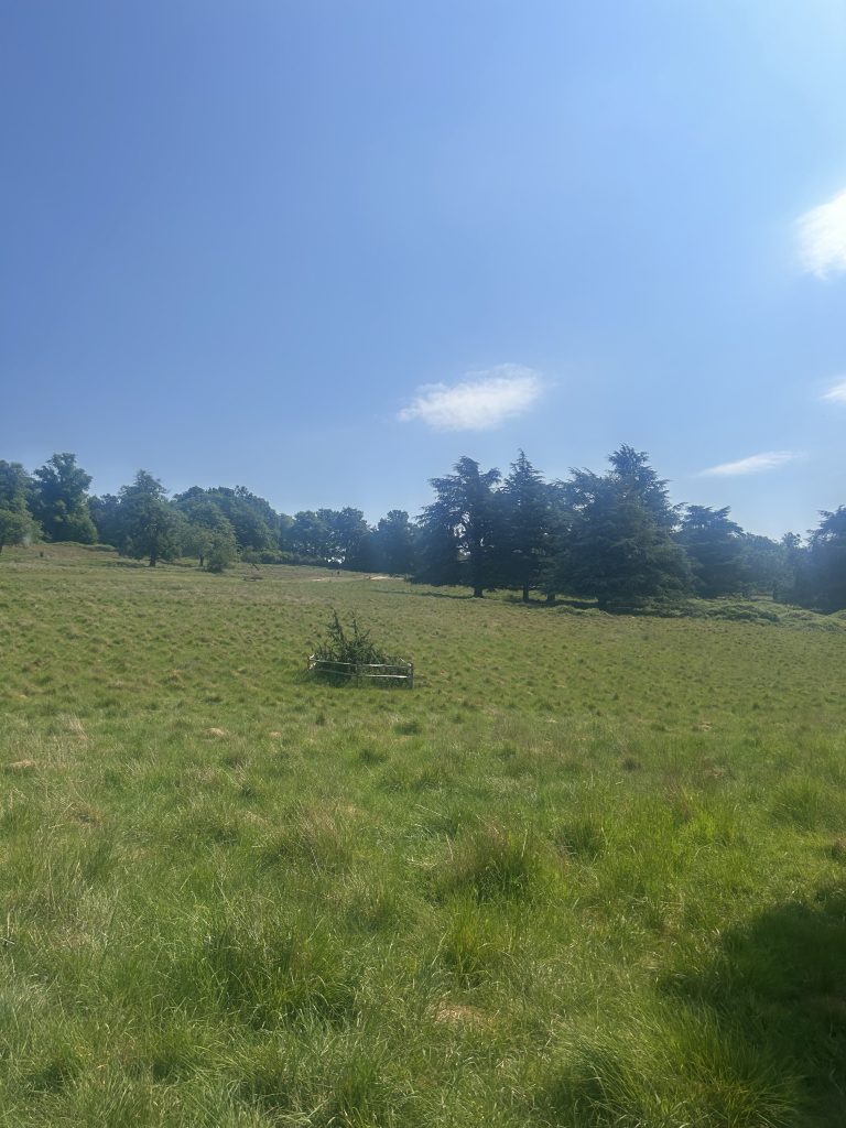 海、山、緑、大きい公園、おおらかに大の字で寝る。写真と文：笹本菜月（ガラス作家）#2 | ロンドンのリッチモンド公園。