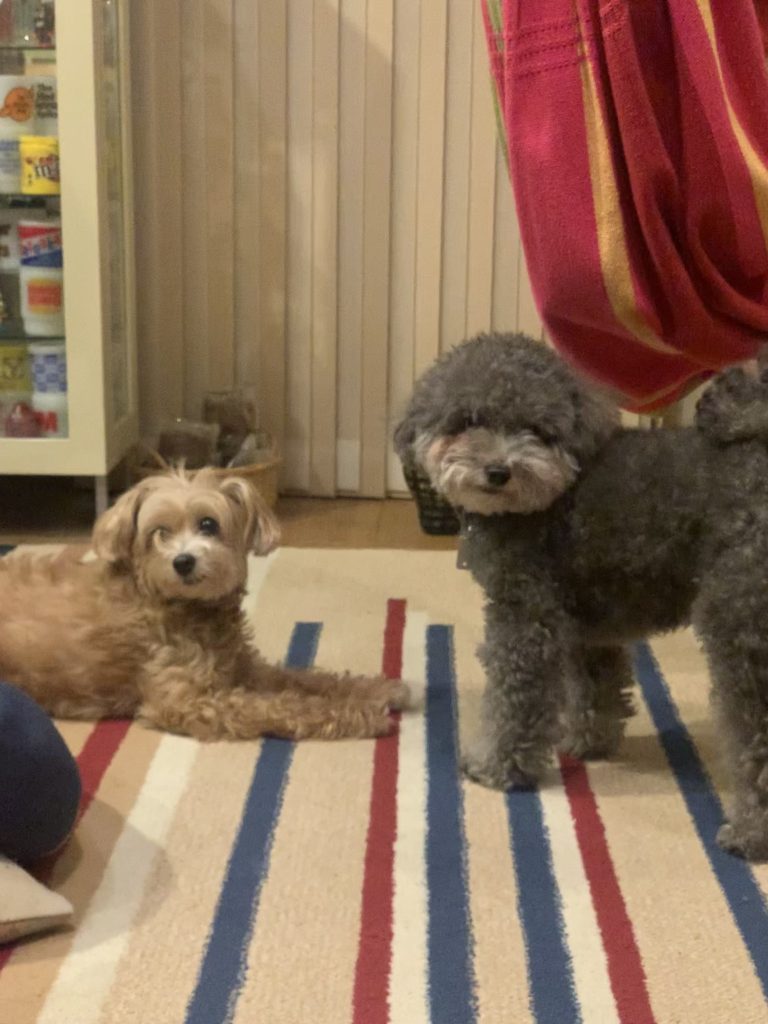 実家の犬、BUDDY、日々のそばにいる相棒。写真と文：笹本菜月（ガラス作家）#3 | 2匹並ぶとまたなんとも愉快で愛おしい｡尊い｡