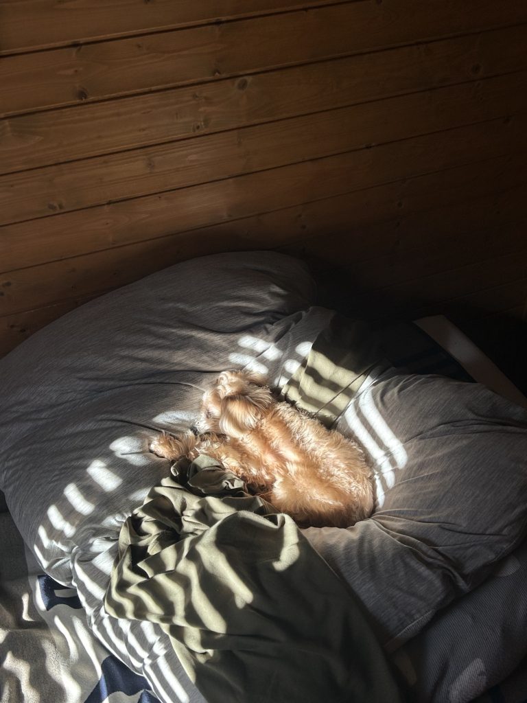 実家の犬、BUDDY、日々のそばにいる相棒。写真と文：笹本菜月（ガラス作家）#3