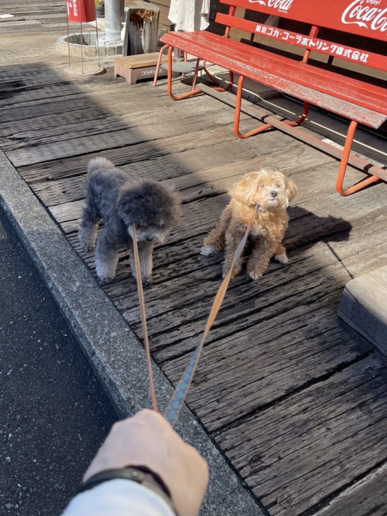 実家の犬、BUDDY、日々のそばにいる相棒。写真と文：笹本菜月（ガラス作家）#3