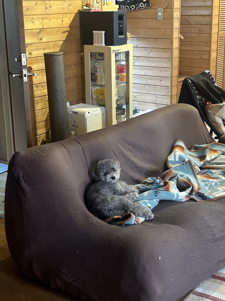 4実家の犬、BUDDY、日々のそばにいる相棒。写真と文：笹本菜月（ガラス作家）#3