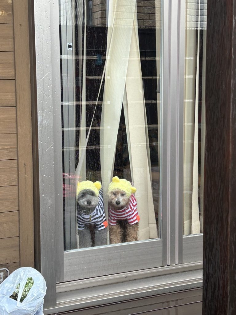 実家の犬、BUDDY、日々のそばにいる相棒。写真と文：笹本菜月（ガラス作家）#3