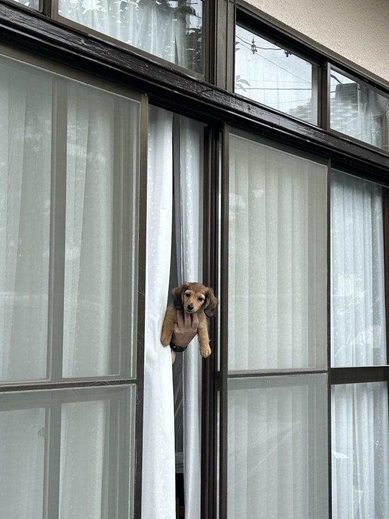 実家の犬、BUDDY、日々のそばにいる相棒。写真と文：笹本菜月（ガラス作家）#3