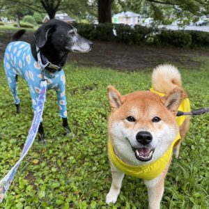 雨の日ミーティングびしょびしょも楽しい朝です。柴犬子犬ハルのワンダフルライフ