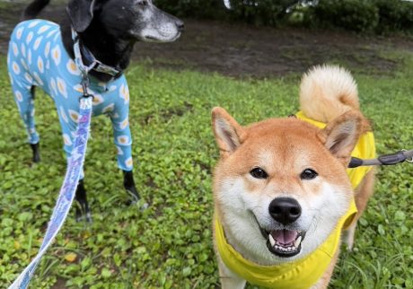 雨の日ミーティングびしょびしょも楽しい朝です。柴犬子犬ハルのワンダフルライフ