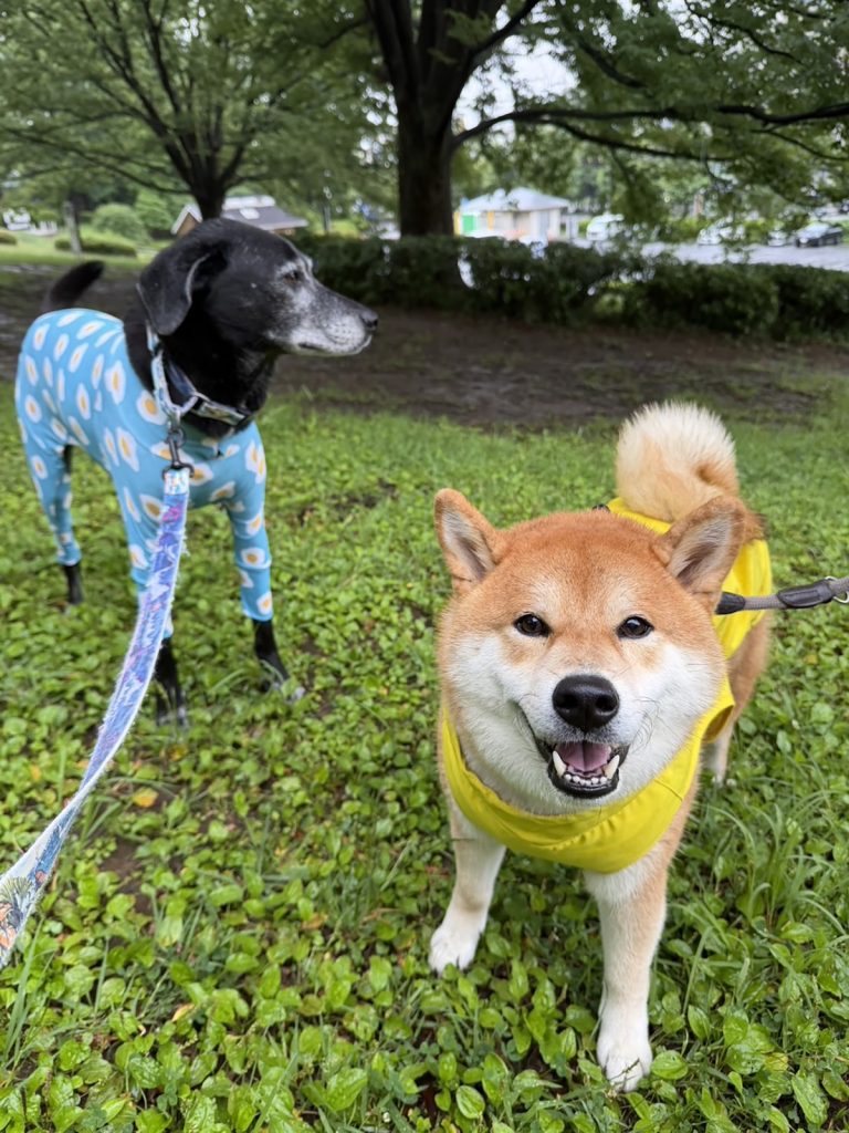 雨の日ミーティングびしょびしょも楽しい朝です。柴犬子犬ハルのワンダフルライフ 雨の日ミーティングびしょびしょも楽しい朝です。柴犬子犬ハルのワンダフルライフ