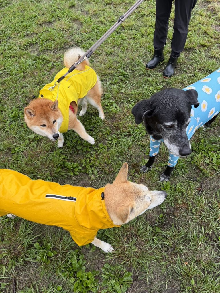 雨の日ミーティングびしょびしょも楽しい朝です。柴犬子犬ハルのワンダフルライフ 雨の日ミーティングびしょびしょも楽しい朝です。柴犬子犬ハルのワンダフルライフ