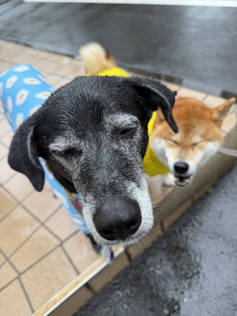 雨の日ミーティングびしょびしょも楽しい朝です。柴犬子犬ハルのワンダフルライフ 雨の日ミーティングびしょびしょも楽しい朝です。柴犬子犬ハルのワンダフルライフ
