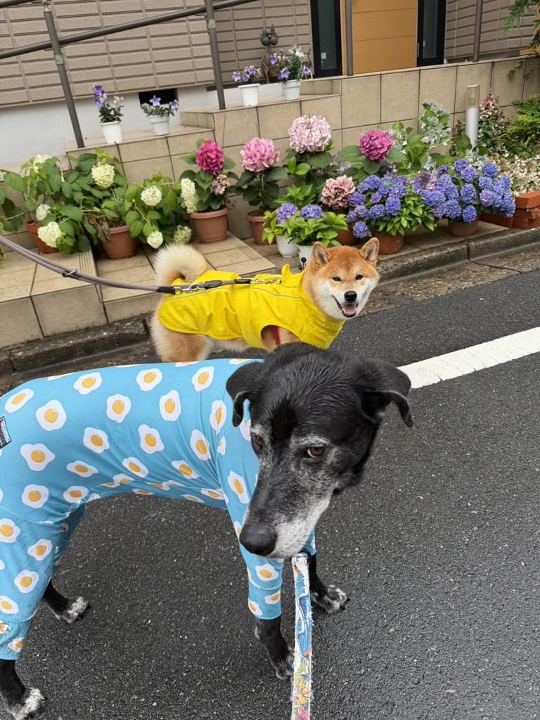 雨の日ミーティングびしょびしょも楽しい朝です。柴犬子犬ハルのワンダフルライフ 雨の日ミーティングびしょびしょも楽しい朝です。柴犬子犬ハルのワンダフルライフ